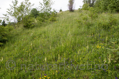 KA_120617_2843 / Platanthera montana / Grov nattfiol