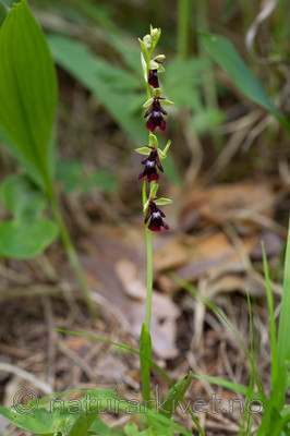KA_120617_4804 / Ophrys insectifera / Flueblom