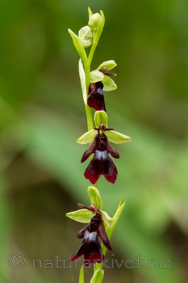 KA_120617_4806 / Ophrys insectifera / Flueblom