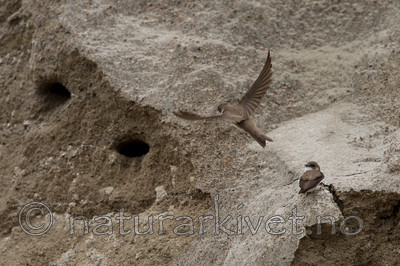 KA_120620_2237 / Riparia riparia / Sandsvale