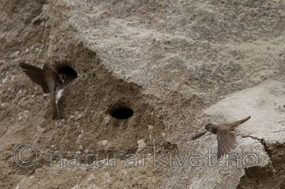 KA_120620_2239 / Riparia riparia / Sandsvale