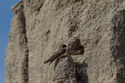 KA_120621_2325 / Saxicola rubetra / Buskskvett