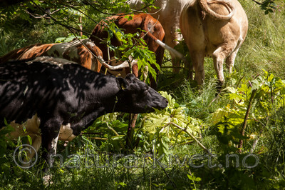 KA_120627_2622 / Heracleum mantegazzianum / Kjempebjørnekjeks