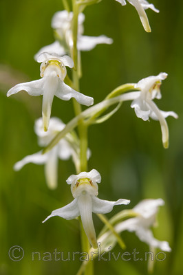 KA_120628_2639 / Platanthera montana / Grov nattfiol