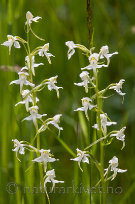 KA_120628_2641 / Platanthera montana / Grov nattfiol