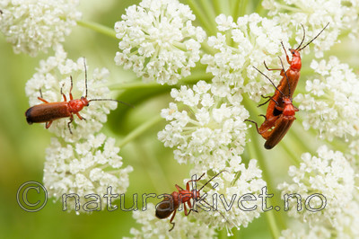 KA_120710_2871 / Rhagonycha fulva <br /> Seseli libanotis / Hjorterot