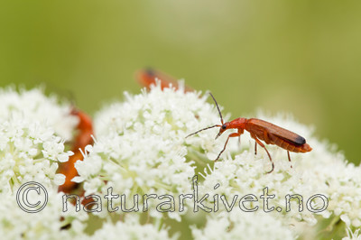KA_120710_2872 / Rhagonycha fulva <br /> Seseli libanotis / Hjorterot