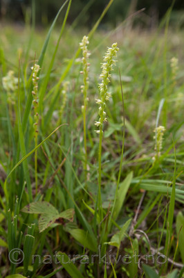 KA_120713_4729 / Herminium monorchis / Honningblom