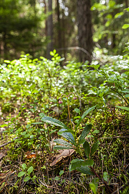 KA_120713_4741 / Chimaphila umbellata / Bittergrønn