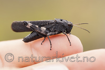 KA_120813_3002 / Psophus stridulus / Klapregresshoppe