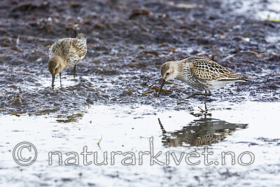 KA_120906_5894 / Calidris alpina / Myrsnipe