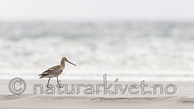 KA_120907_5937 / Limosa lapponica / Lappspove