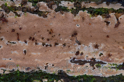 KA_121001_4391 / Junghuhnia collabens / Sjokoladekjuke