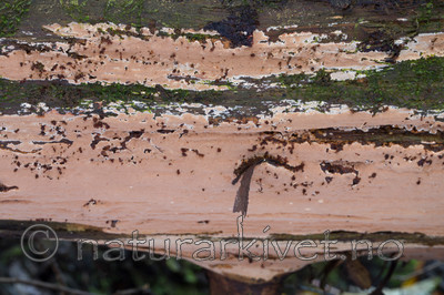 KA_121001_4392 / Junghuhnia collabens / Sjokoladekjuke