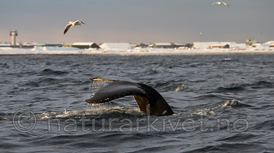 KA_130204_0365 / Megaptera novaeangliae / Knølhval