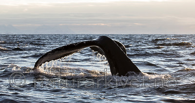 KA_130204_0387 / Megaptera novaeangliae / Knølhval