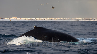 KA_130204_0406 / Megaptera novaeangliae / Knølhval