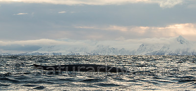 KA_130204_0431 / Balaenoptera physalus / Finnhval