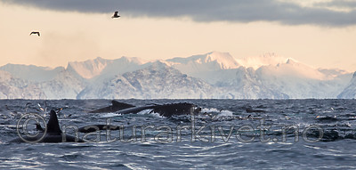 KA_130204_0472 / Megaptera novaeangliae / Knølhval <br /> Orcinus orca / Spekkhogger