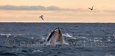 KA_130204_0477 / Megaptera novaeangliae / Knølhval