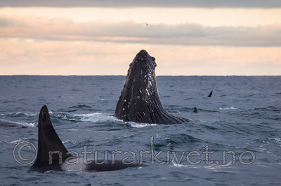 KA_130204_0492 / Megaptera novaeangliae / Knølhval <br /> Orcinus orca / Spekkhogger