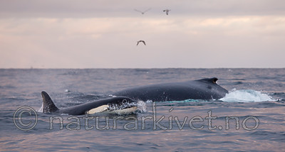 KA_130204_0497 / Megaptera novaeangliae / Knølhval <br /> Orcinus orca / Spekkhogger