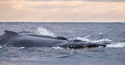 KA_130204_0509 / Megaptera novaeangliae / Knølhval