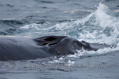 KA_130204_0544 / Megaptera novaeangliae / Knølhval