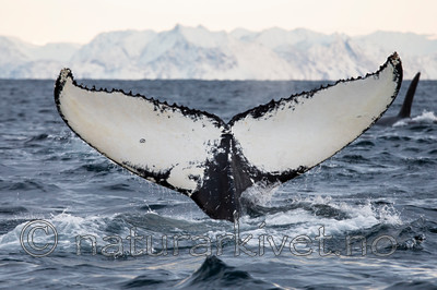 KA_130204_0546 / Megaptera novaeangliae / Knølhval