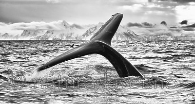 KA_130204_0562_SH / Megaptera novaeangliae / Knølhval