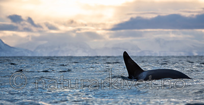 KA_130204_0579 / Orcinus orca / Spekkhogger