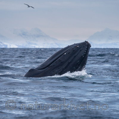 KA_130204_0627 / Megaptera novaeangliae / Knølhval