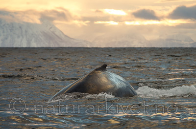 KA_130204_0638 / Megaptera novaeangliae / Knølhval