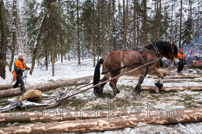 KA_130208_1075 / Equus caballus / Hest
