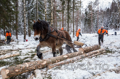 KA_130208_1077 / Equus caballus / Hest