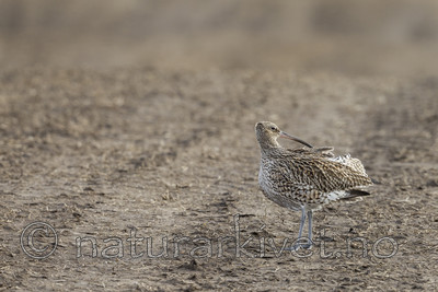 KA_130410_6448 / Numenius arquata / Storspove