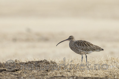 KA_130410_6460 / Numenius arquata / Storspove