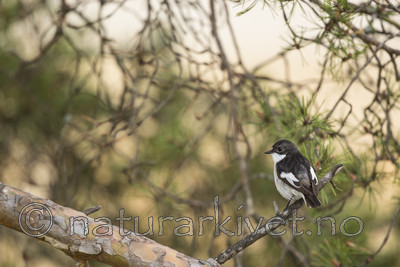 KA_130516_6607 / Ficedula hypoleuca / Svarthvit fluesnapper