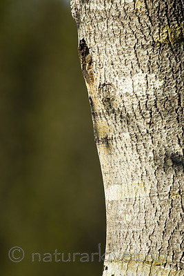 KA_130603_6761 / Surnia ulula / Haukugle