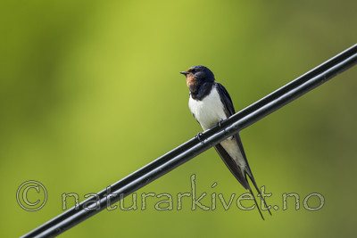KA_130603_6787 / Hirundo rustica / Låvesvale