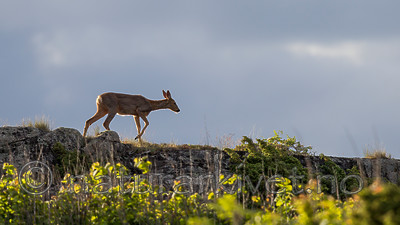 KA_130609_6797 / Capreolus capreolus / Rådyr