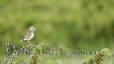KA_130609_6802 / Carduelis cannabina / Tornirisk