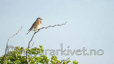 KA_130609_6808 / Carduelis cannabina / Tornirisk