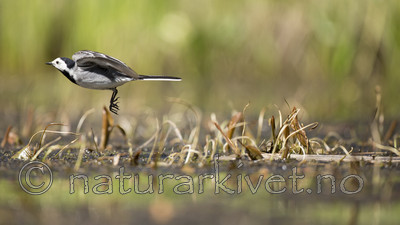 KA_130610_6849 / Motacilla alba / Linerle