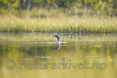 KA_130612_2454 / Gavia stellata / Smålom