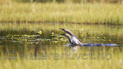 KA_130612_2459 / Gavia stellata / Smålom