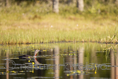 KA_130612_2466 / Gavia stellata / Smålom