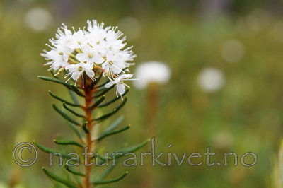 KA_130612_2484 / Rhododendron tomentosum / Finnmarkspors