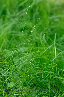 KA_130614_2599 / Carex disperma / Veikstarr