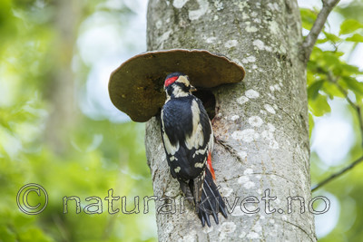 KA_130624_6910 / Dendrocopos major / Flaggspett